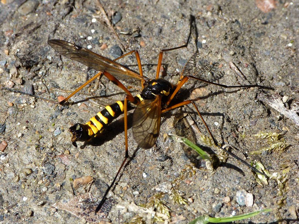 www.insektenforum.com/forum/bilder/1335650076_ctenophora-flaveolata.jpg