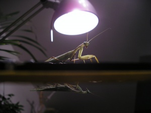 Bild ID:87