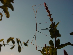 Bild ID:97