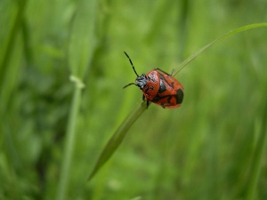 Bild ID:110