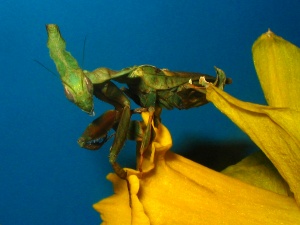 Bild ID:121