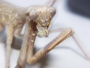 Bild ID:137