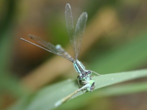 Bild ID:141