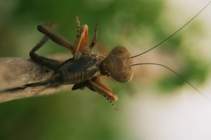 Bild ID:142