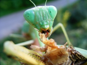 Bild ID:146