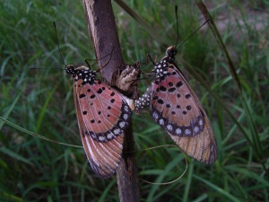 Bild ID:156