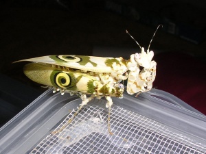 Bild ID:165