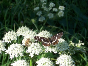 Bild ID:172