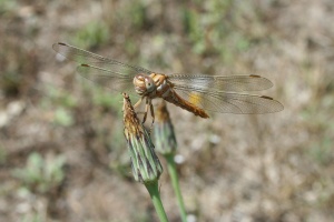 Bild ID:178