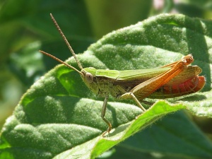 Bild ID:183