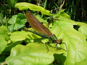 Bild ID:186