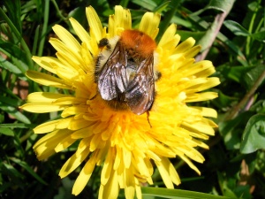 Bild ID:187