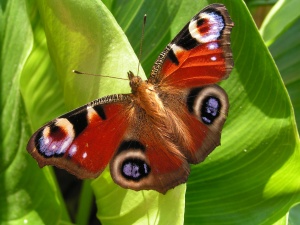 Bild ID:188