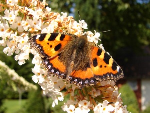 Bild ID:194